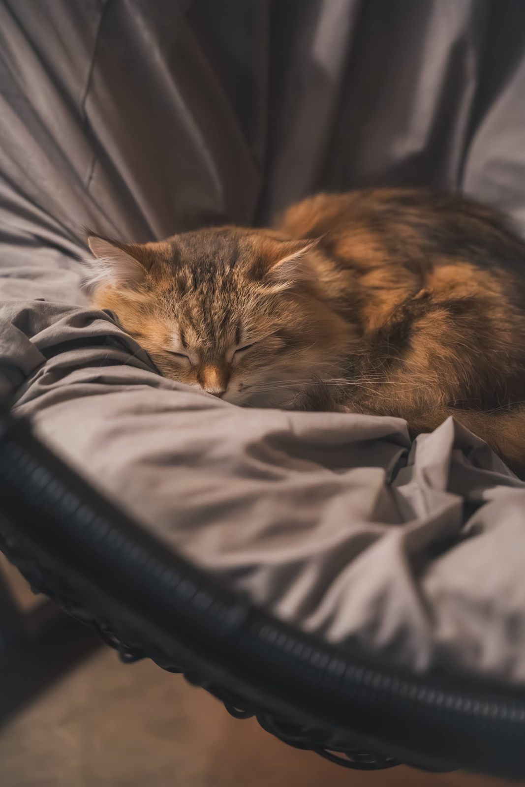 ハンモックチェアで眠る猫