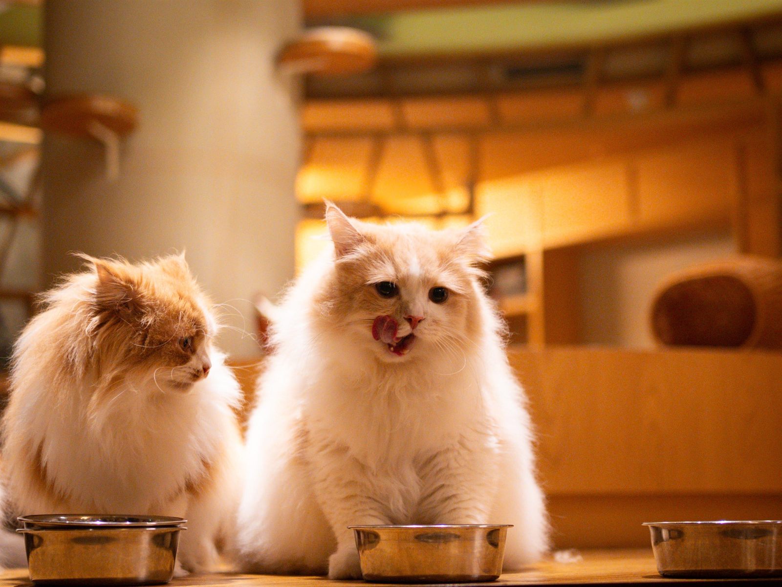 ごはんの前で舌なめずりする長毛の猫