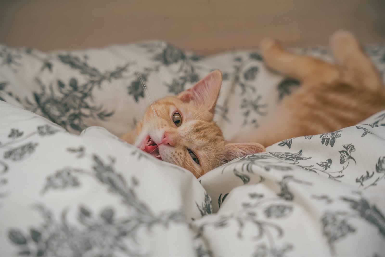花柄の布団の上であくびをする子猫